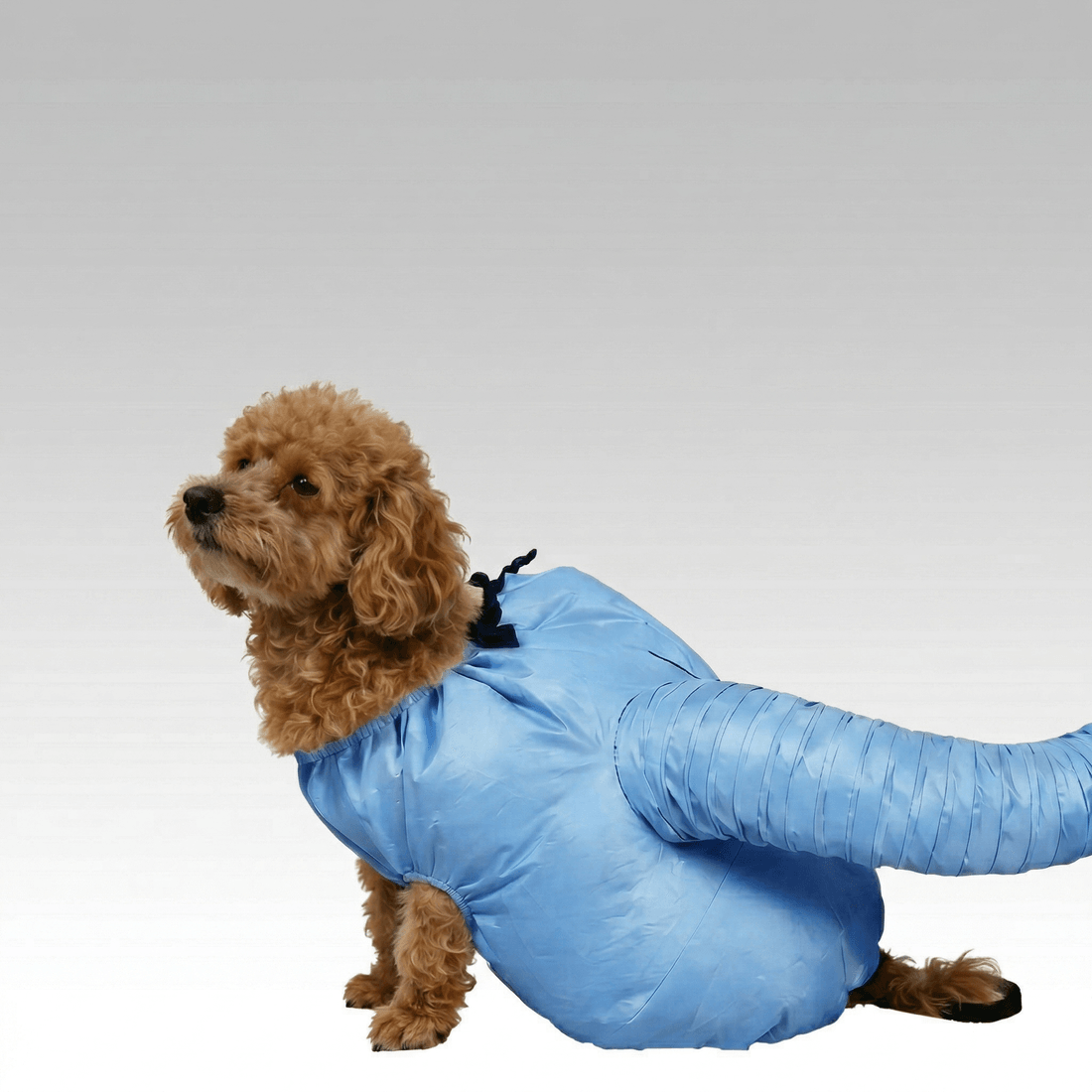 Dryer Dog Pet Drying Bag – 360° Circulating Hair Lock Hands-Free | Traverseon